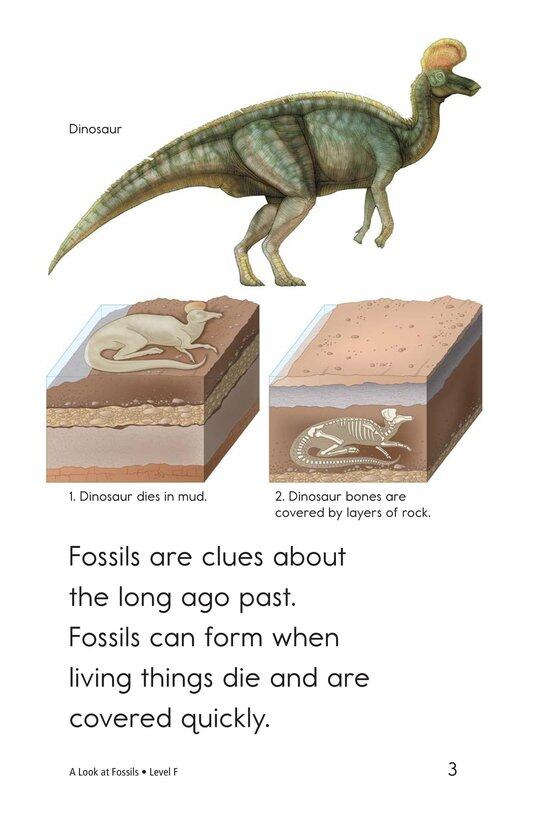 A Look at Fossils绘本故事第3页