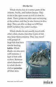 Whale Sharks Giant Fish绘本故事第5页