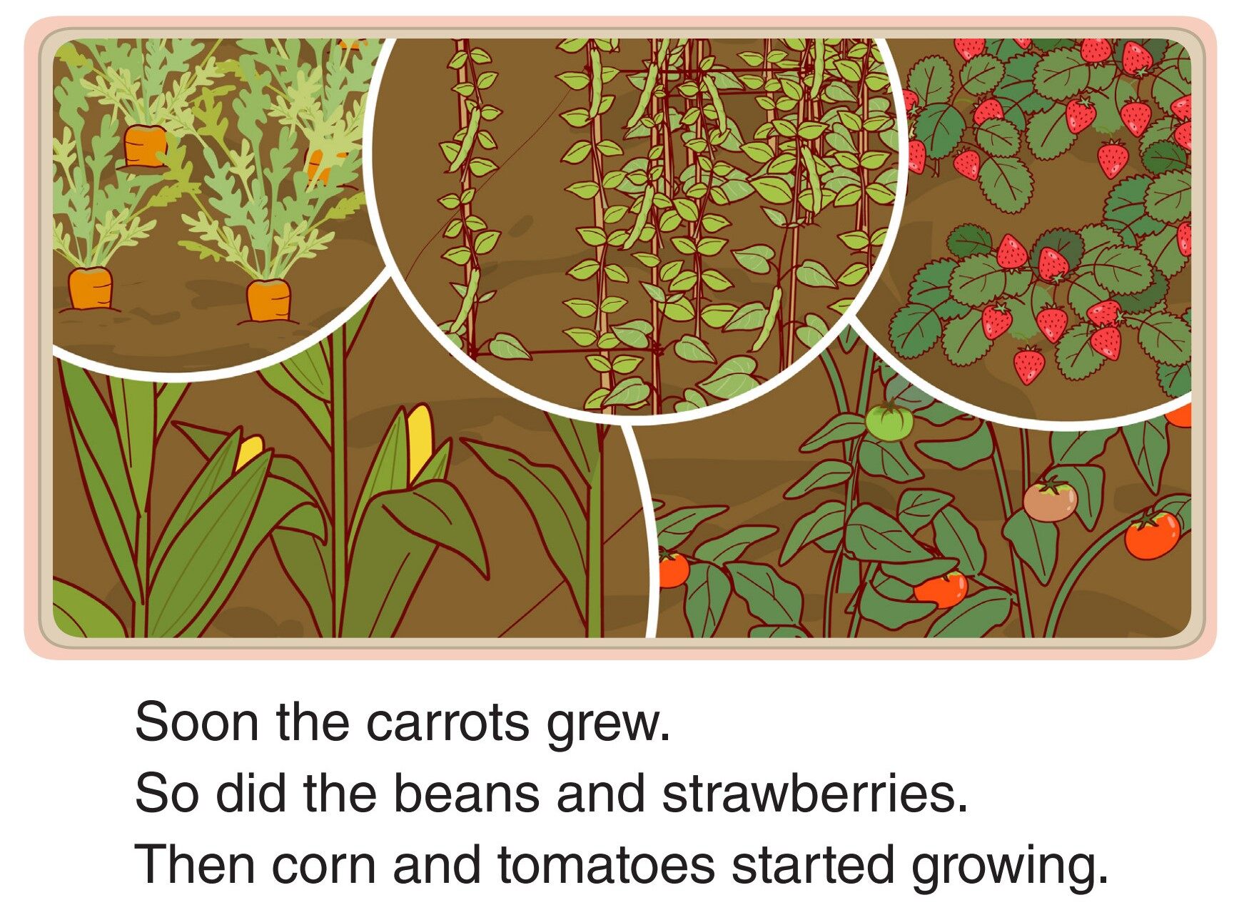 Garden Harvest绘本故事第3页