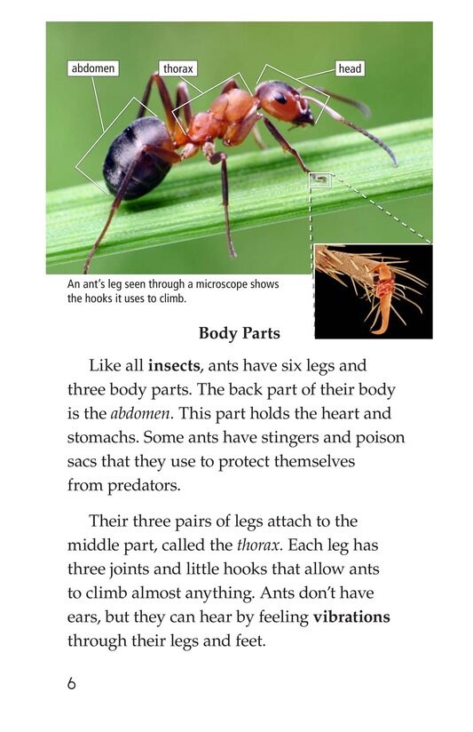 Awesome Ants绘本故事第5页