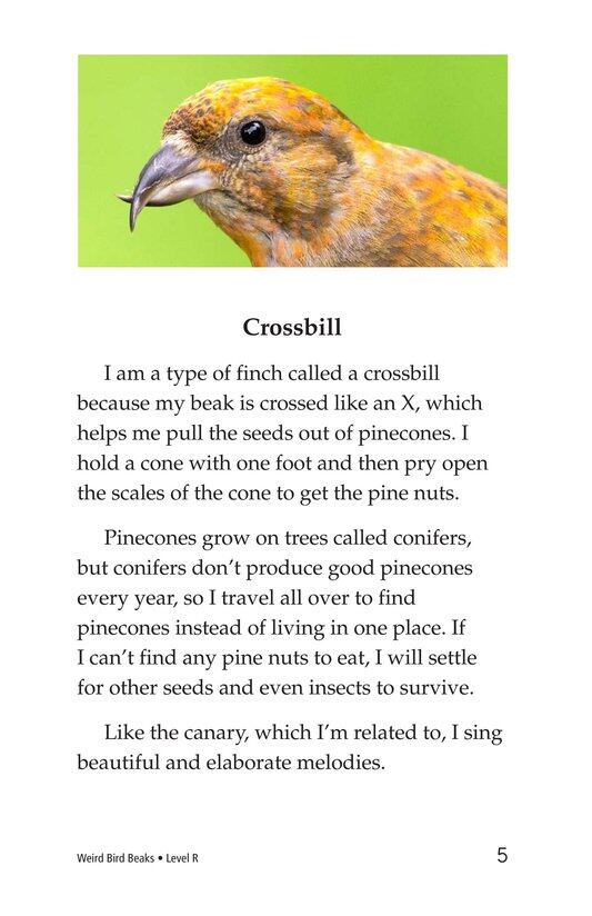 Weird Bird Beaks绘本故事第4页