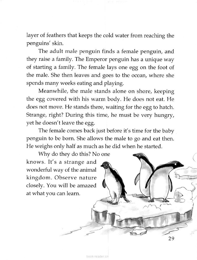 Flightless Bird绘本故事第3页