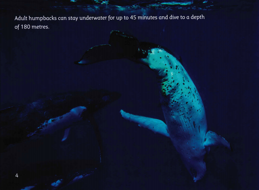 The Journey of Humpback Whales绘本故事第4页