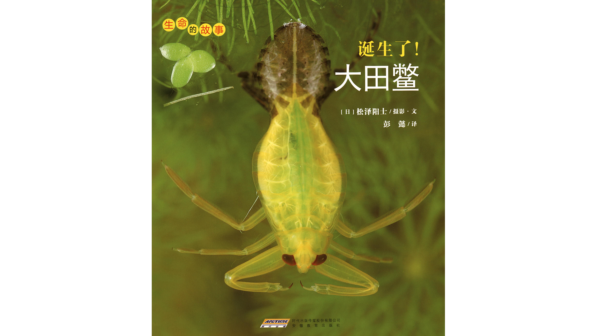 诞生了！大田鳖绘本故事第2页