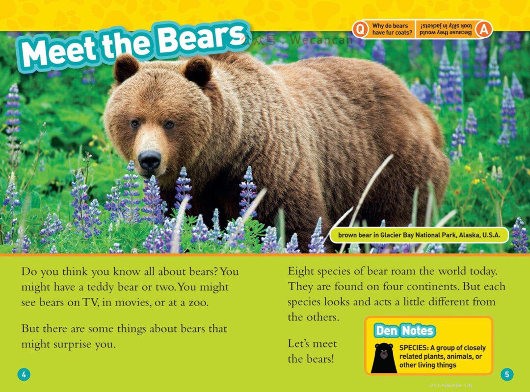 Bears绘本故事第3页