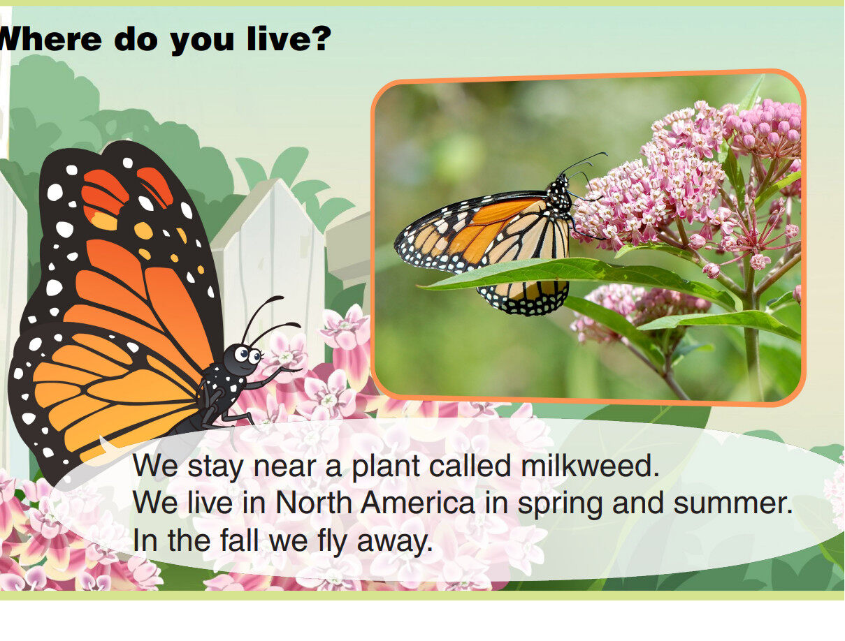 Monarch Butterfly绘本故事第4页