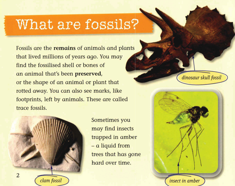 Fossils绘本故事第3页
