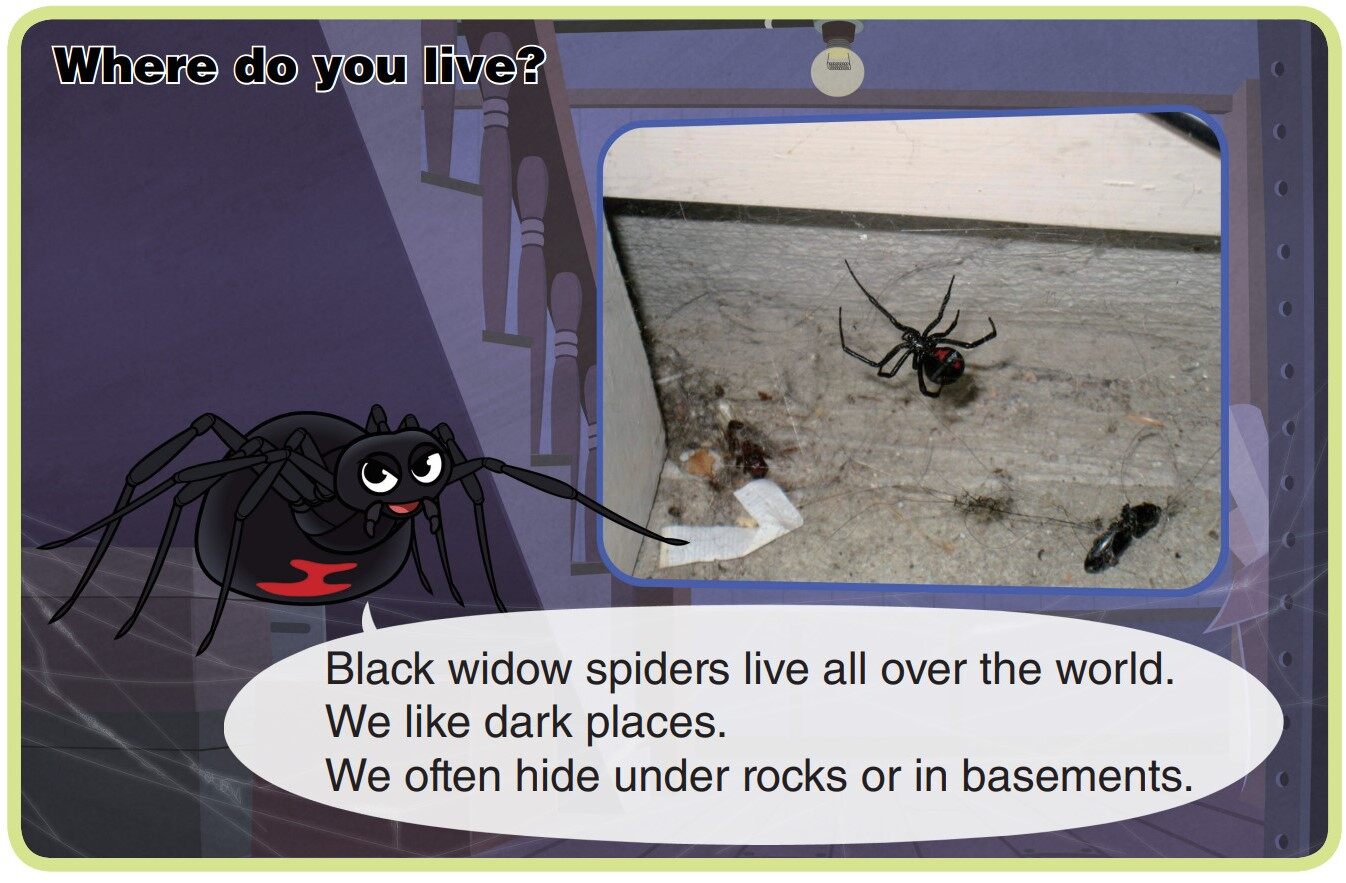 Black Widow Spider绘本故事第4页