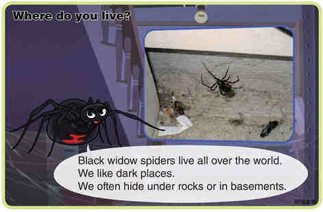Black Widow Spider绘本故事第4页