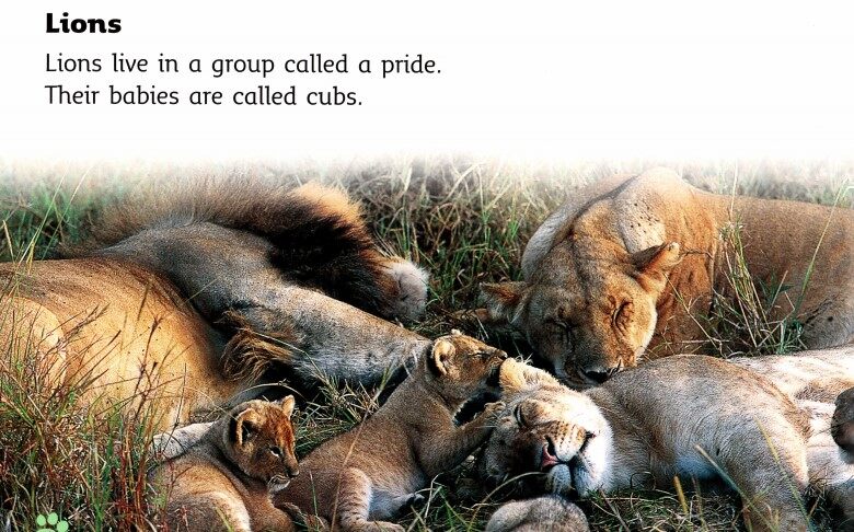 Big Cat Babies绘本故事第5页