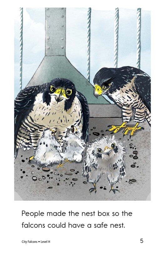 City Falcons绘本故事第5页