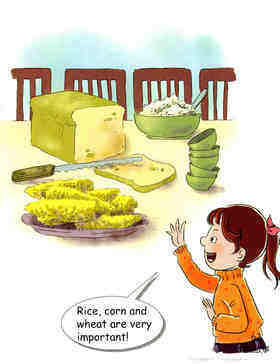 Rice, Corn, Wheat绘本故事第3页