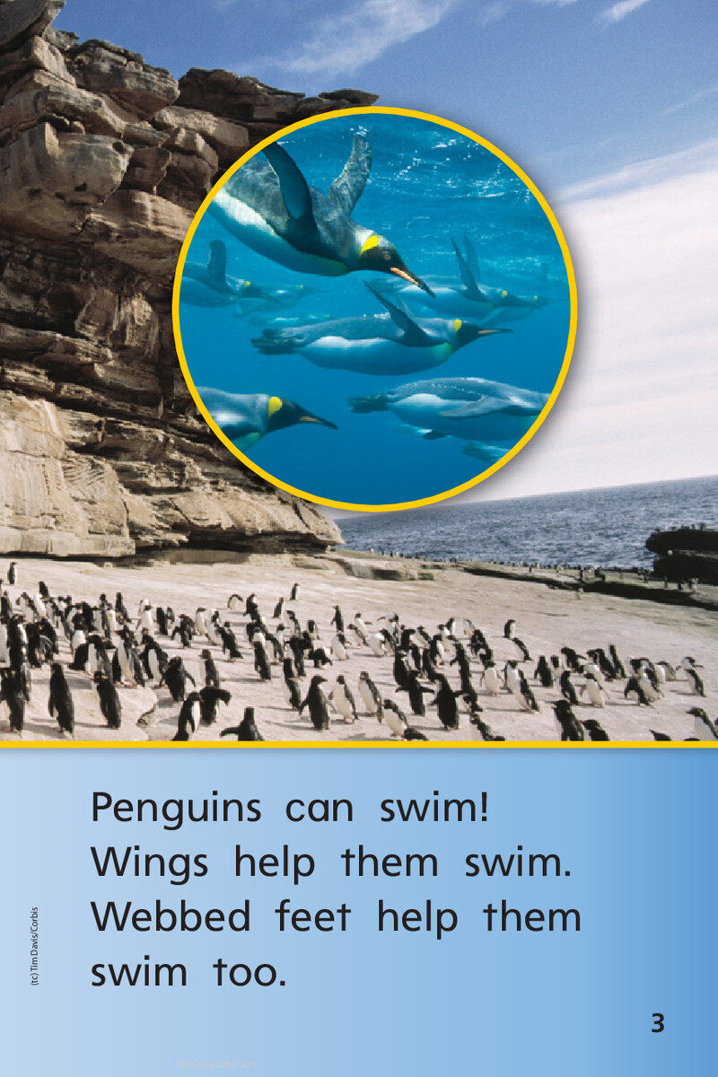 G1 App U4W2 Penguins All Around绘本故事第5页