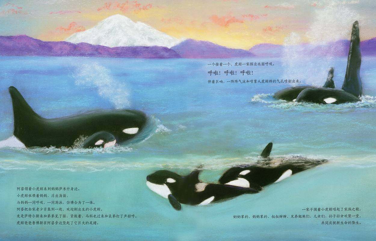 动物成长故事绘本：虎鲸家族传奇绘本故事第3页