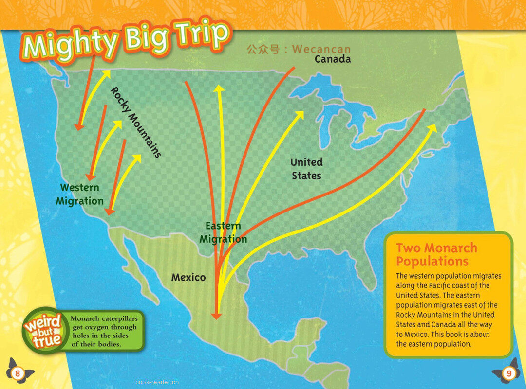 Butterflies绘本故事第5页