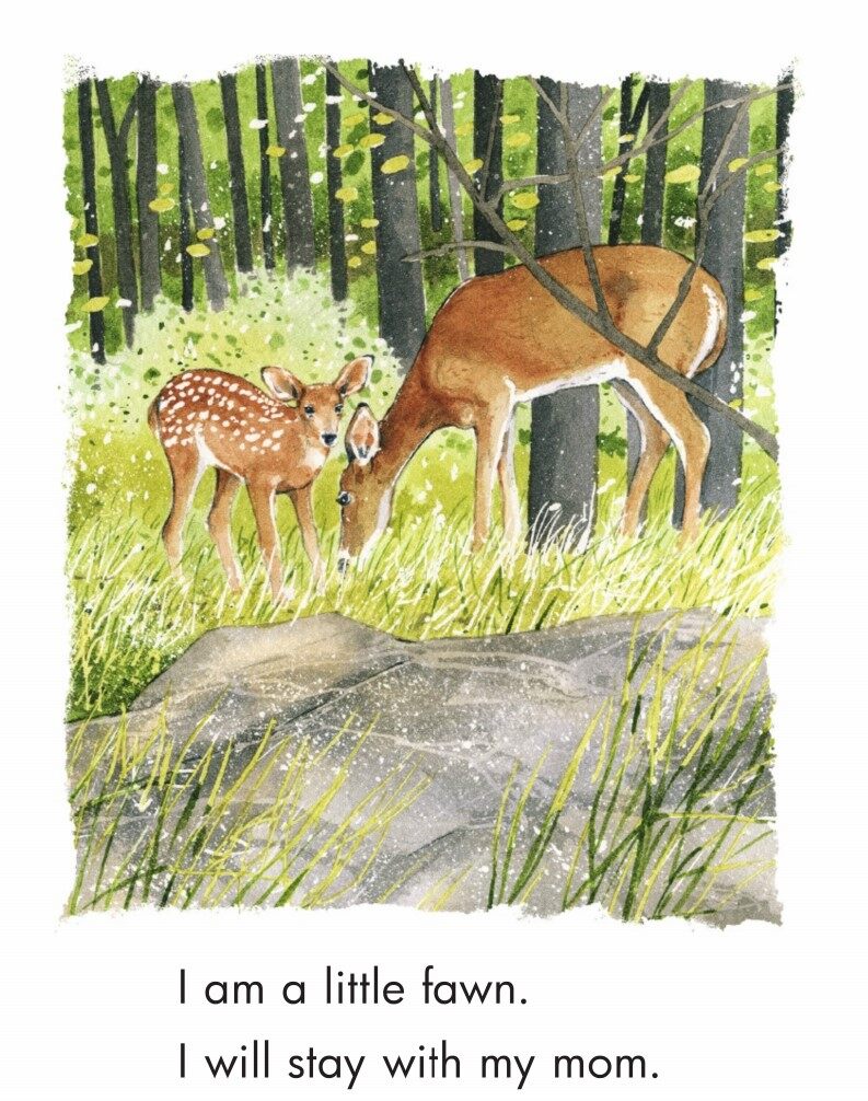 The Fawn绘本故事第3页