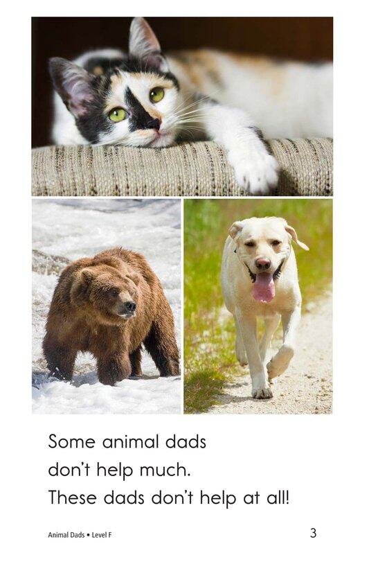 Animal Dads绘本故事第3页