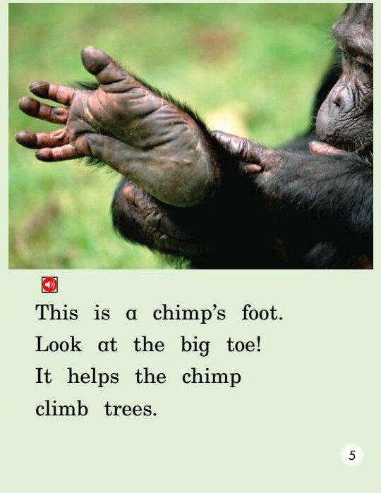 All About Chimps绘本故事第5页
