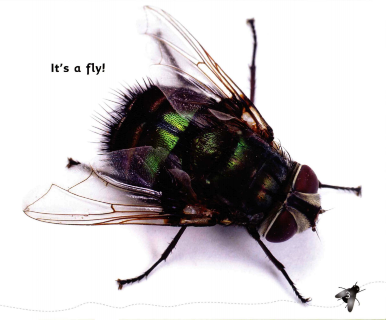 Fly Facts绘本故事第4页