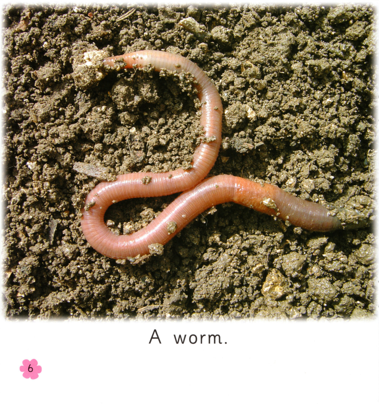 Minibeasts绘本故事第5页