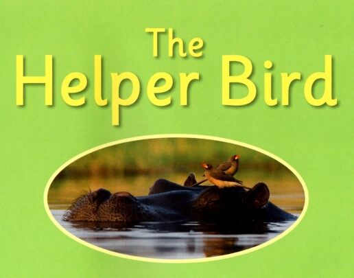 The Helper Bird绘本故事第2页