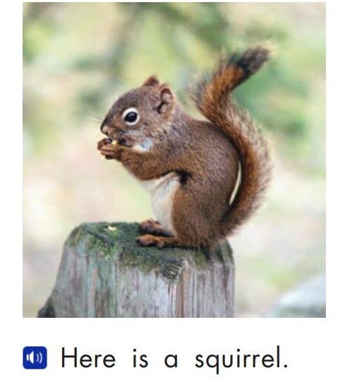 Neighborhood animals绘本故事第4页