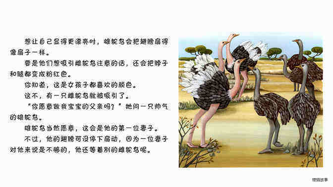 鸵鸟绘本故事第4页