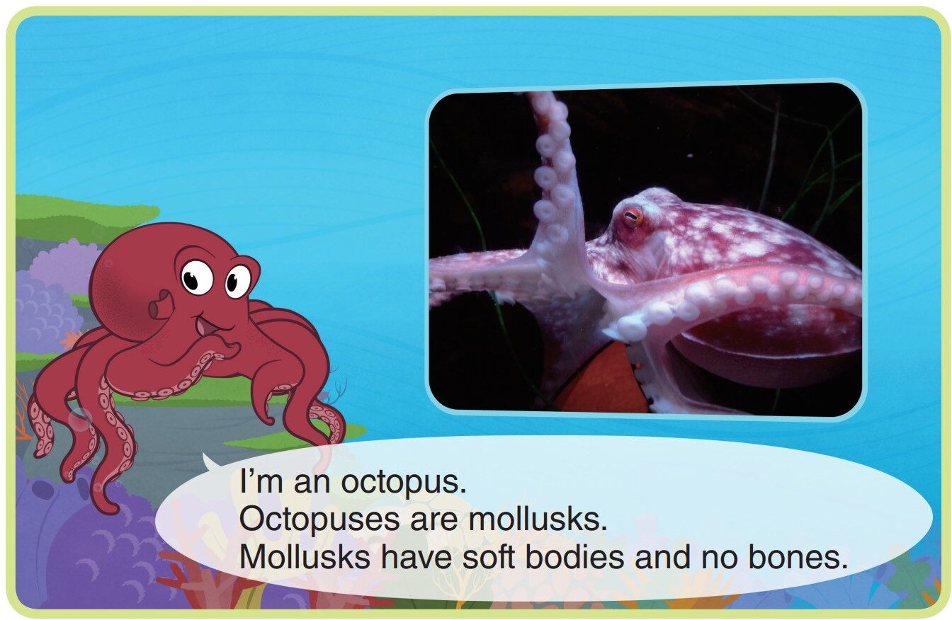 Octopus绘本故事第3页