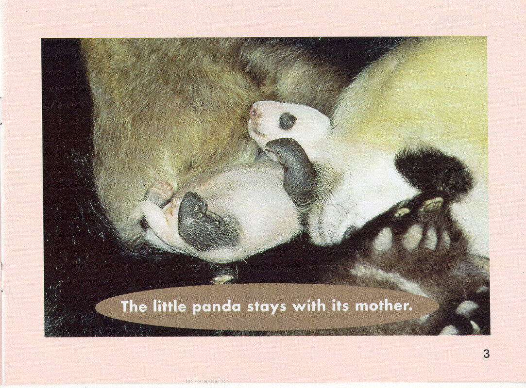 The Little Panda绘本故事第4页