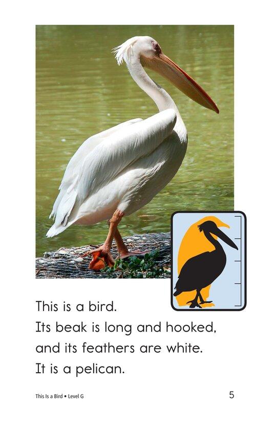 This Is a Bird绘本故事第5页