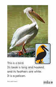 This Is a Bird绘本故事第5页