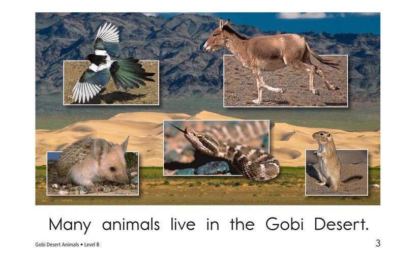 Gobi Desert Animals绘本故事第3页