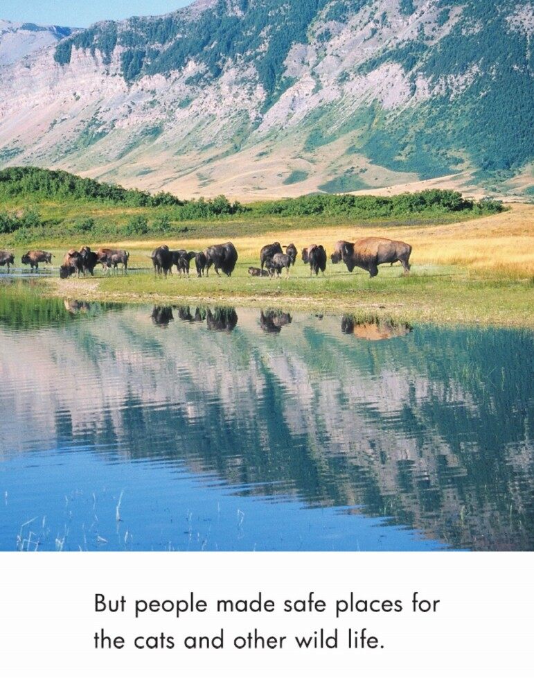 Safe Places for Animals绘本故事第4页