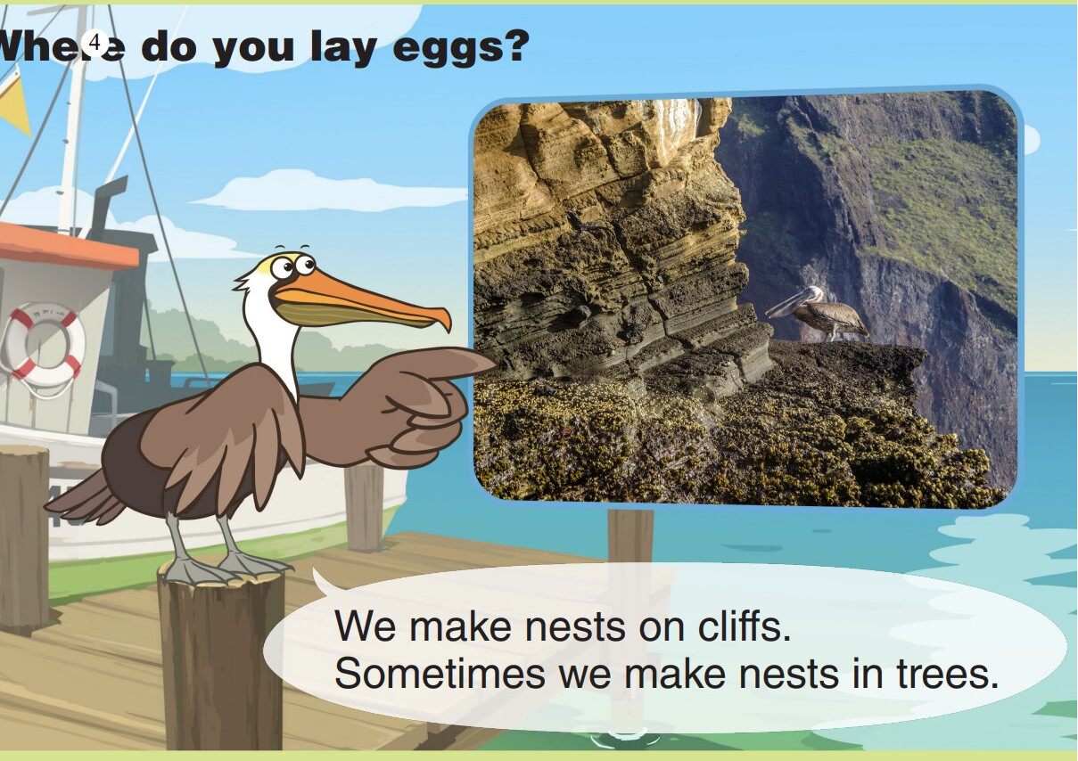 Brown Pelican绘本故事第5页