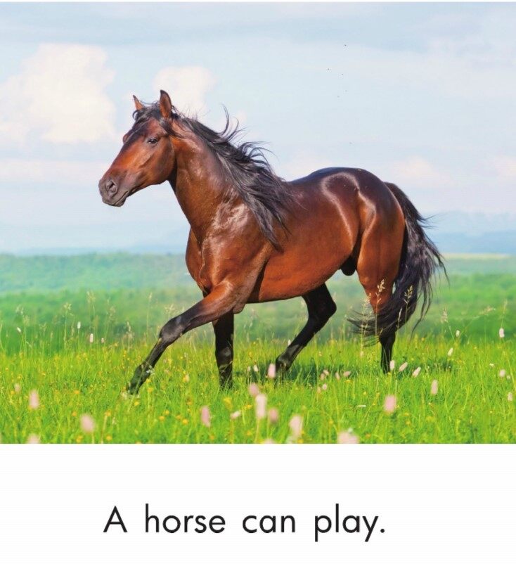 Animals Work and Play绘本故事第4页