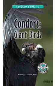Condors Giant Birds