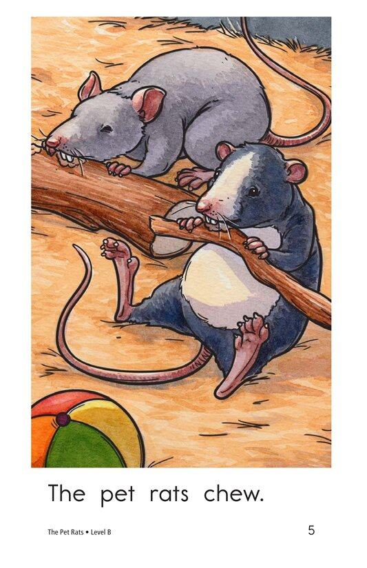 The Pet Rats绘本故事第5页