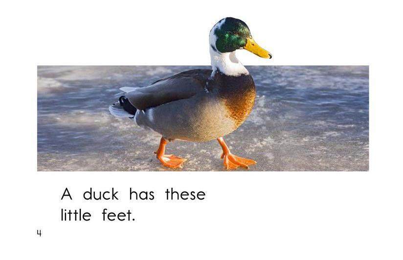 What Has These Feet绘本故事第4页