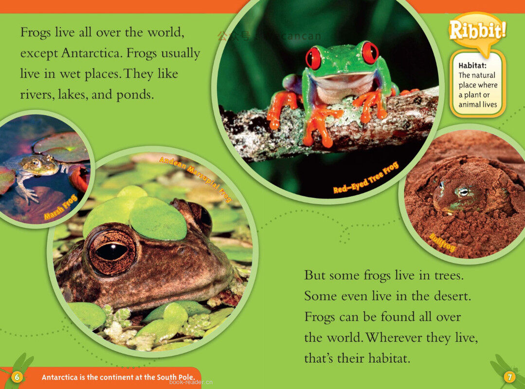 Frogs绘本故事第4页