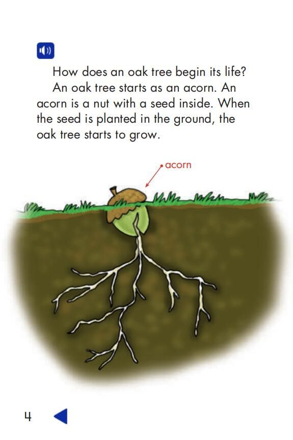 Oak Trees绘本故事第4页