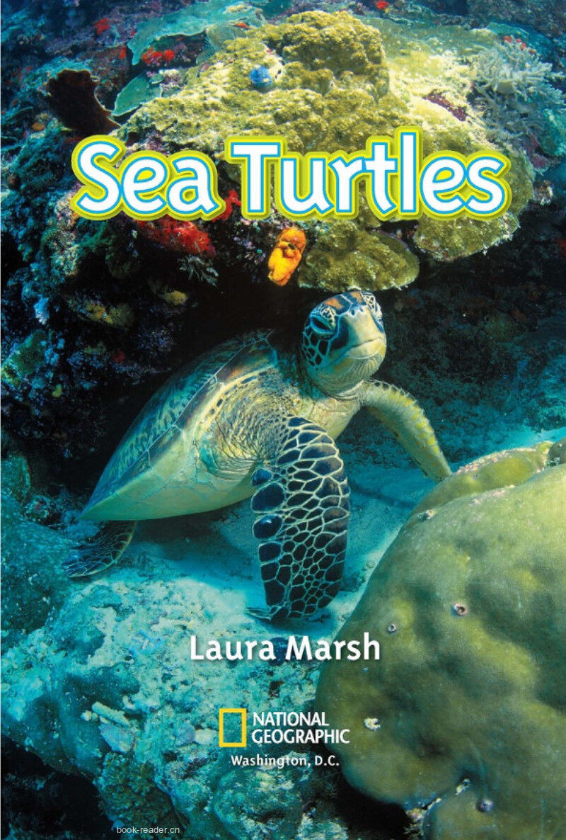 Sea Turtles