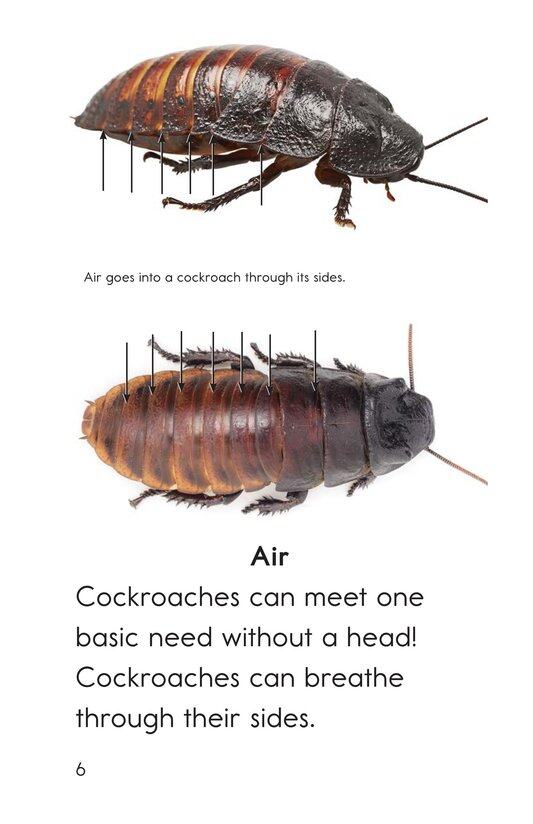 Cockroaches绘本故事第5页