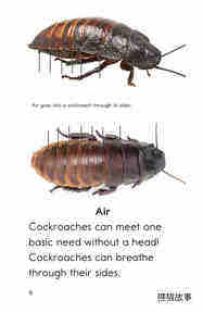 Cockroaches绘本故事第5页