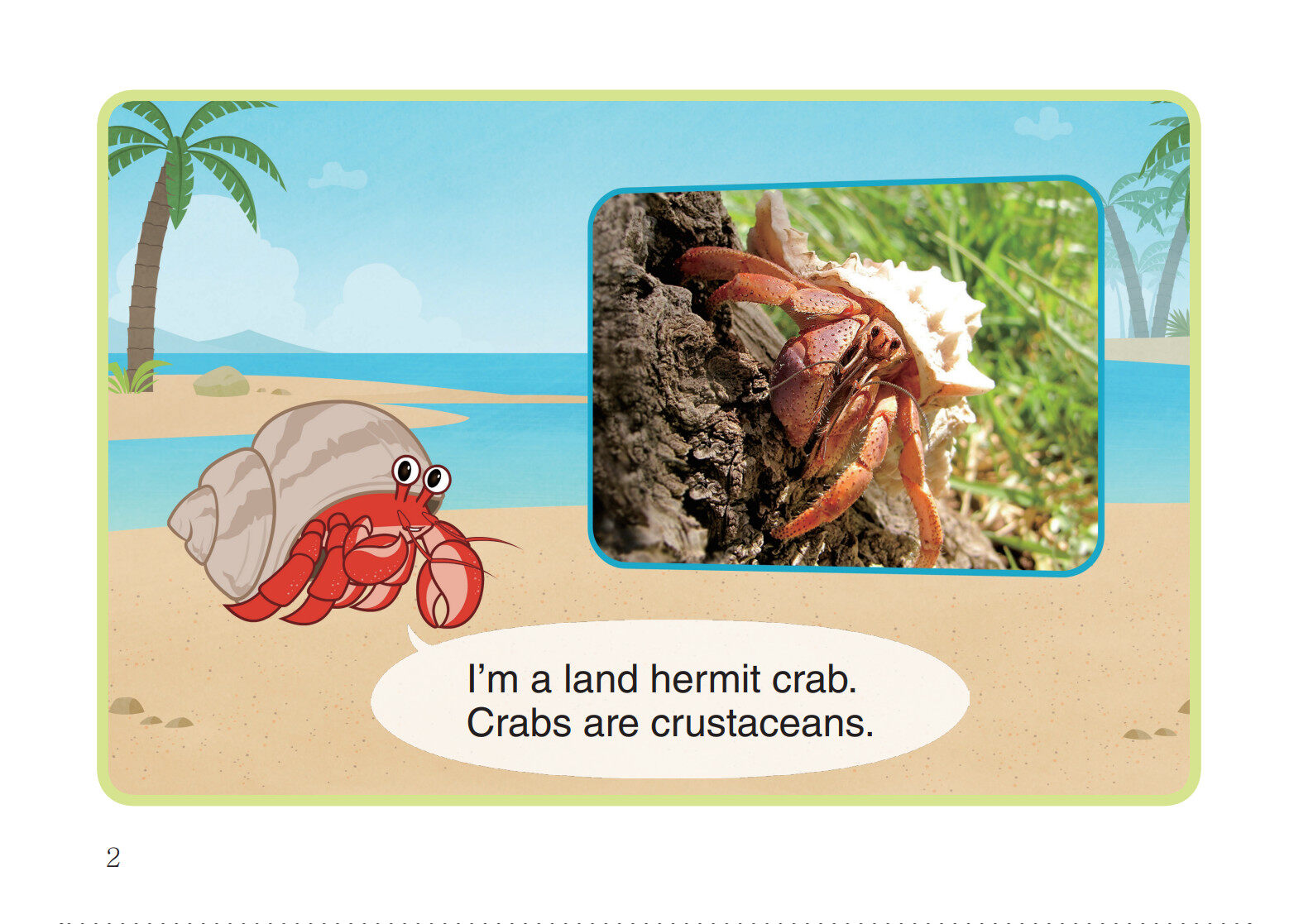 Land Hermit Crab绘本故事第3页