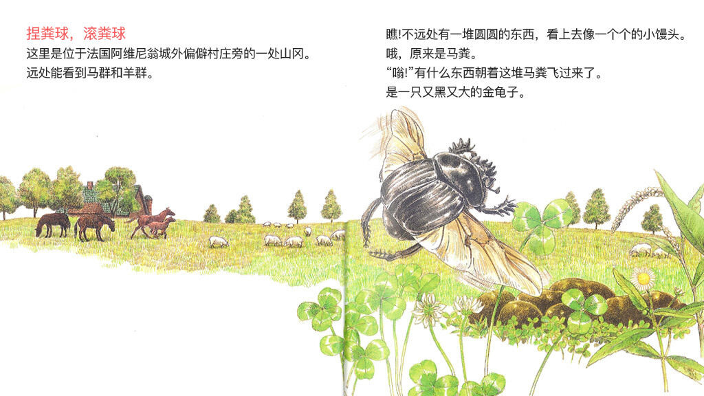 杂技演员屎壳郎绘本故事第4页