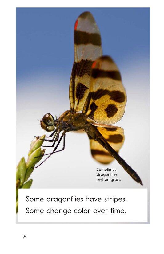 Dragonflies!绘本故事第5页