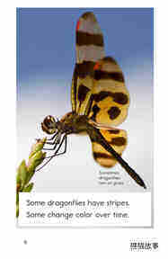 Dragonflies!绘本故事第5页