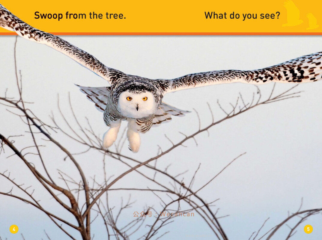Hoot Owl绘本故事第4页