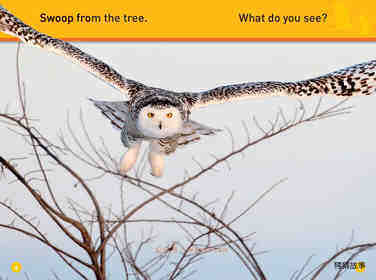 Hoot Owl绘本故事第4页