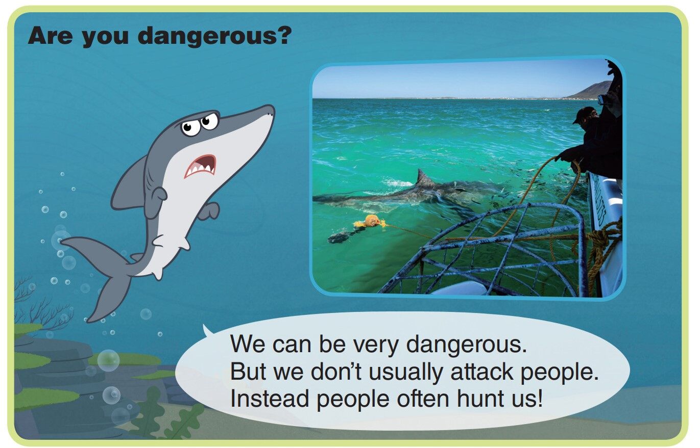 Great White Shark绘本故事第5页